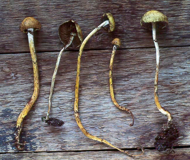 Stropharia silvatica